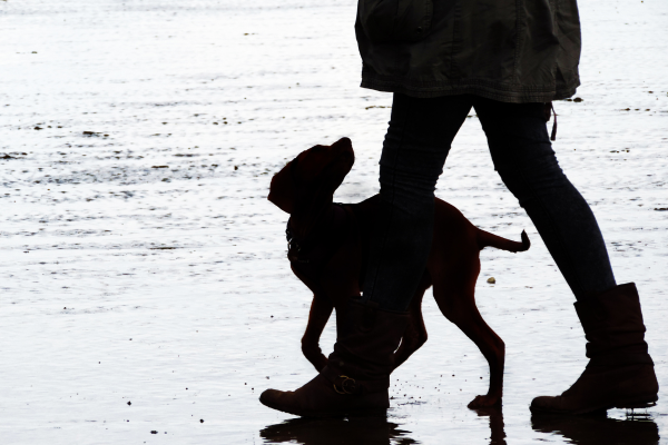 Jak si pes vybírá pána?